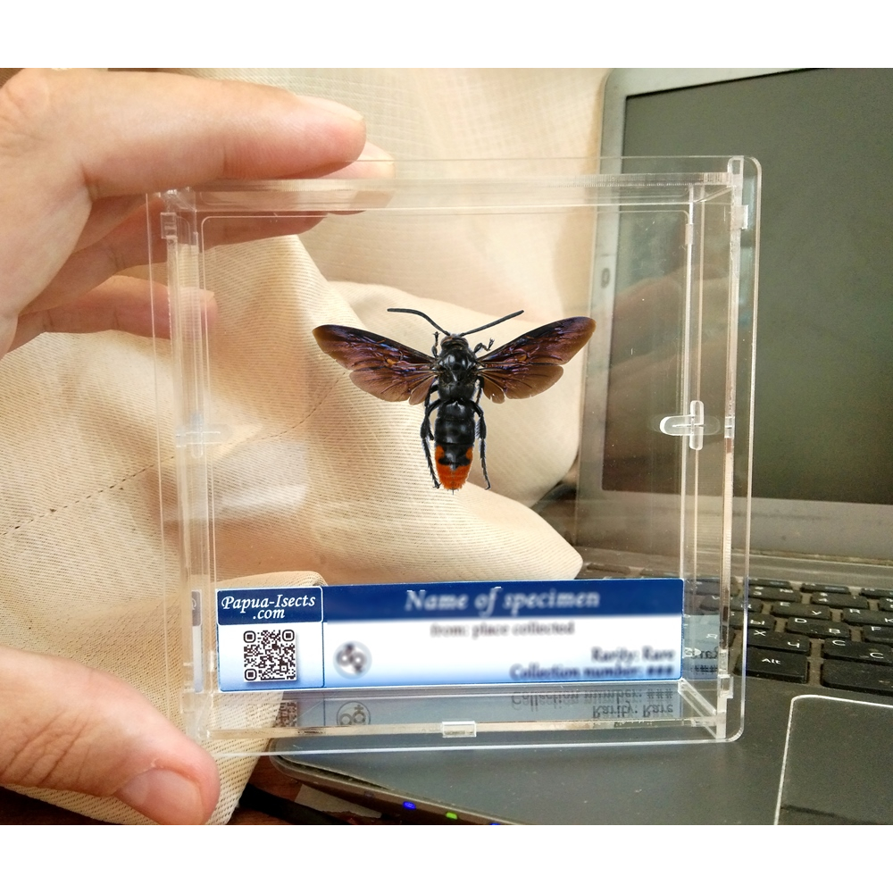 Giant XL wasp framed taxidermy - Data: Megascolia procer ssp.