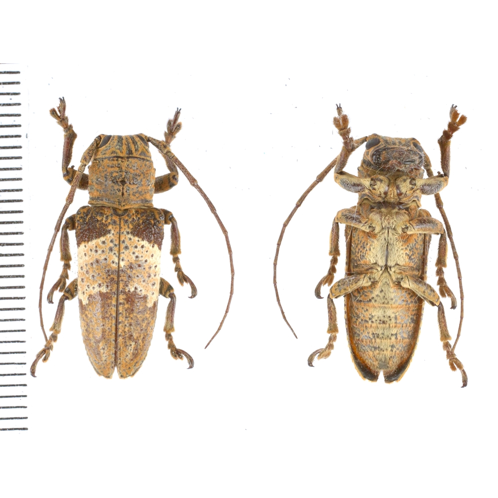 Real Rare long horn Beetle Framed taxidermy - Data: Rhytiphora sp.