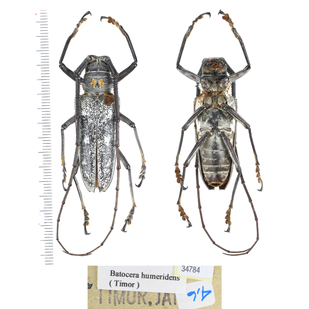 Batocera sp - Cerambycidae from different island of Indonesia 46mm