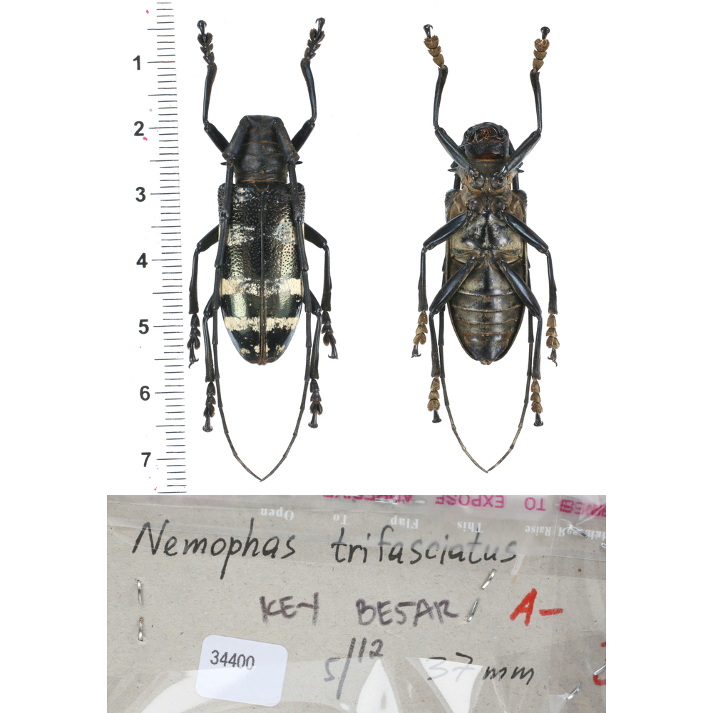 Nemophas sp - Cerambycidae from different island of Indonesia 37mm