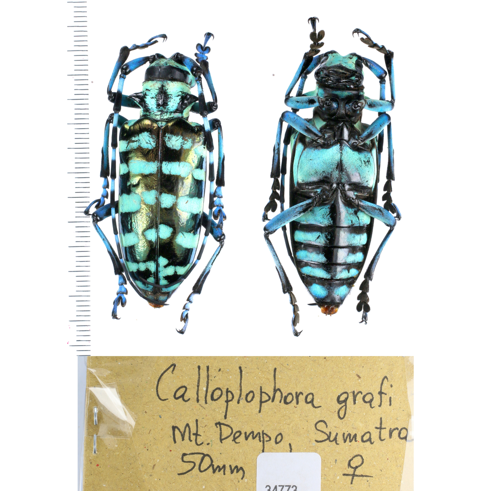 Anoplophora sp - Cerambycidae from different island of Indonesia