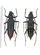 Cerambyx cerdo - Cerambycidae from Mountain Fruska Gora, Yugoslavia
