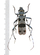 Rosalia alpina - Cerambycidae from Mountain Vrsacko Brdo, Yugoslavia