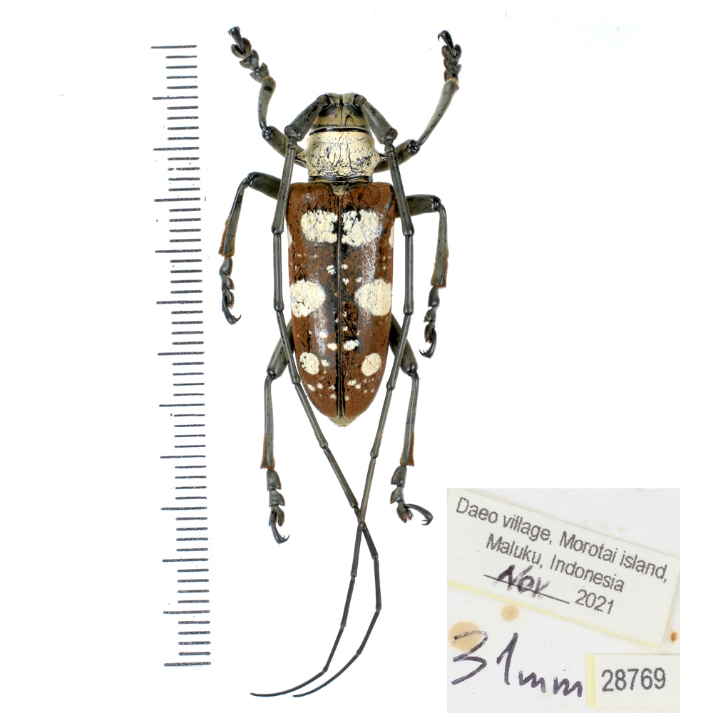 Dolichoprosopus lethalis - Cerambycidae from Halmahera island, Maluku, Indonesia