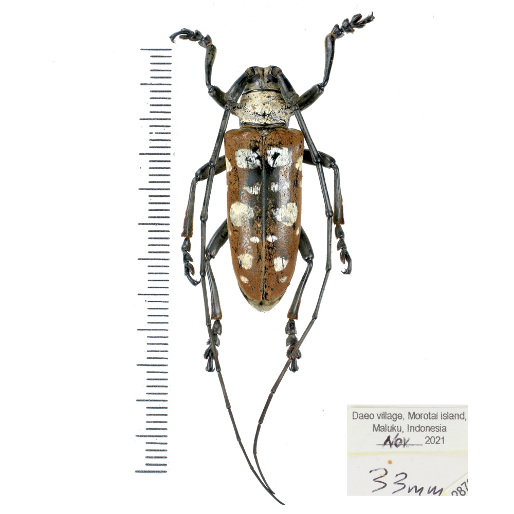 Dolichoprosopus lethalis - Cerambycidae from Halmahera island, Maluku, Indonesia