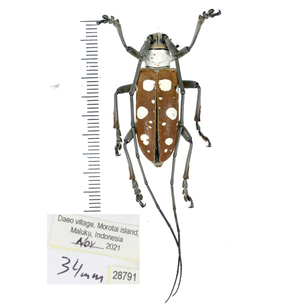 Dolichoprosopus lethalis - Cerambycidae from Halmahera island, Maluku, Indonesia