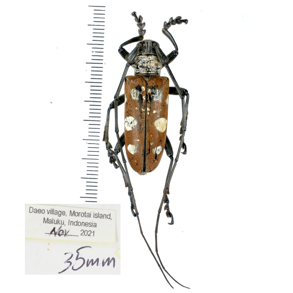 Dolichoprosopus lethalis - Cerambycidae from Halmahera island, Maluku, Indonesia