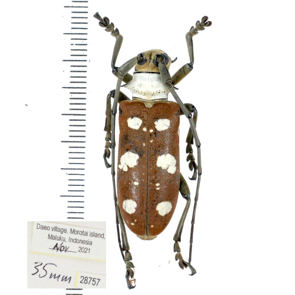 Dolichoprosopus lethalis - Cerambycidae from Halmahera island, Maluku, Indonesia