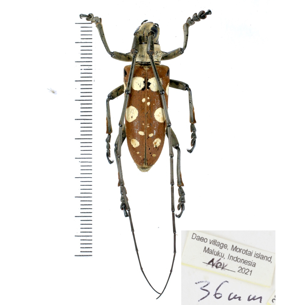 Dolichoprosopus lethalis - Cerambycidae from Halmahera island, Maluku, Indonesia