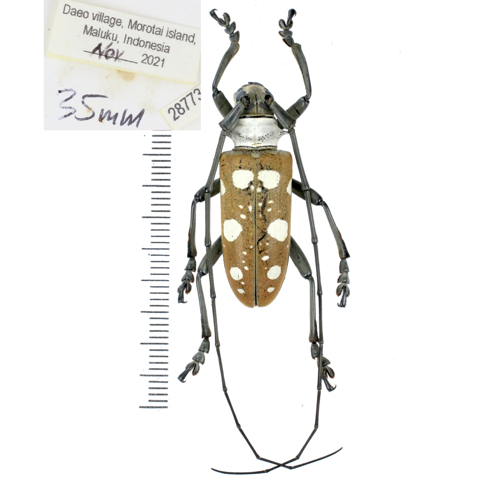 Dolichoprosopus lethalis - Cerambycidae from Halmahera island, Maluku, Indonesia