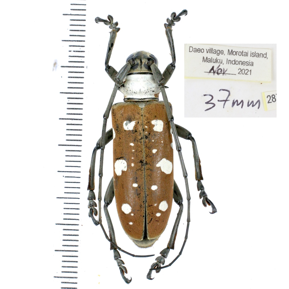 Dolichoprosopus lethalis - Cerambycidae from Halmahera island, Maluku, Indonesia