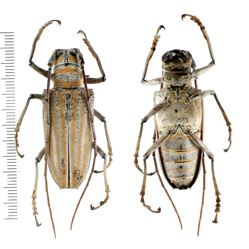 Rosenbergia weiskei - Cerambycidae from Arfak mountain, West Papua, Indonesia