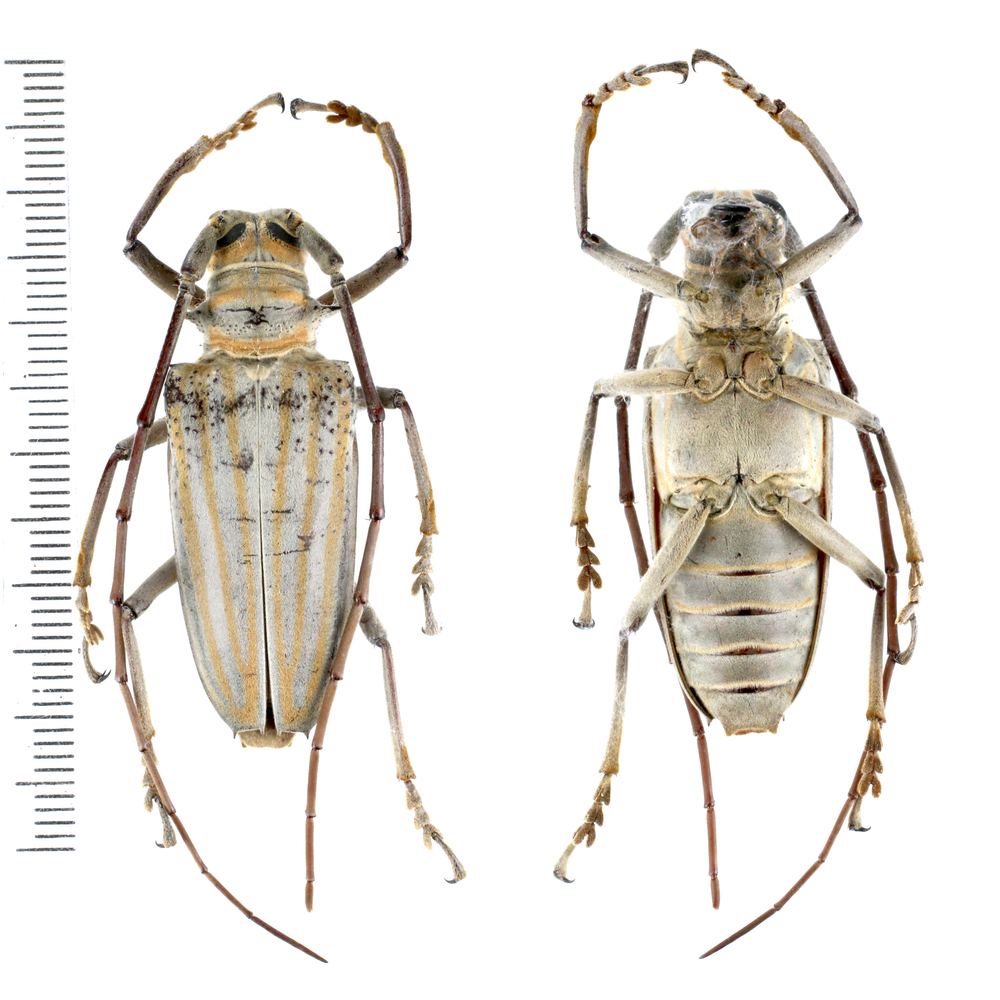 Rosenbergia weiskei - Cerambycidae from Arfak mountain, West Papua, Indonesia