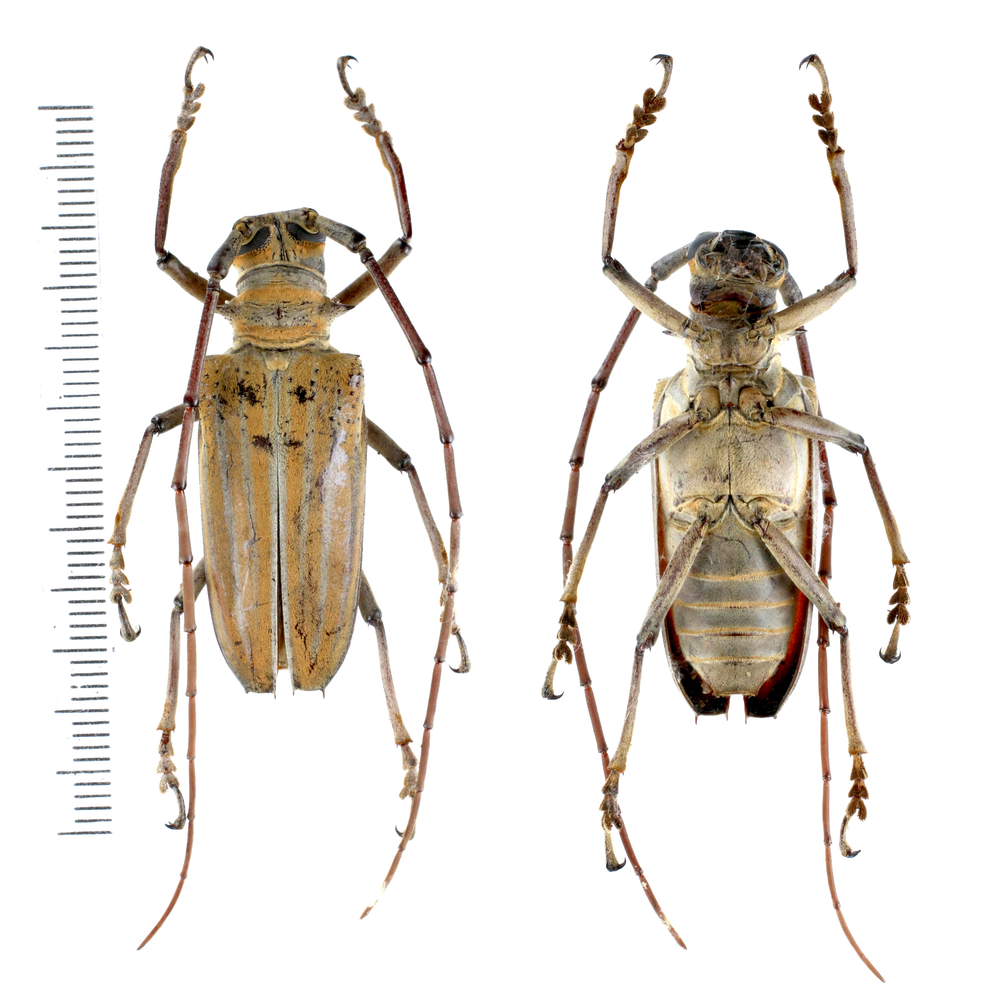 Rosenbergia weiskei - Cerambycidae from Arfak mountain, West Papua, Indonesia