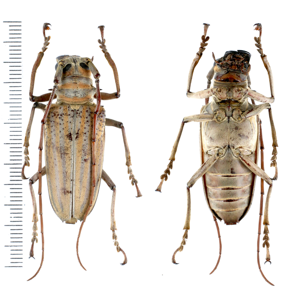 Rosenbergia weiskei - Cerambycidae from Arfak mountain, West Papua, Indonesia