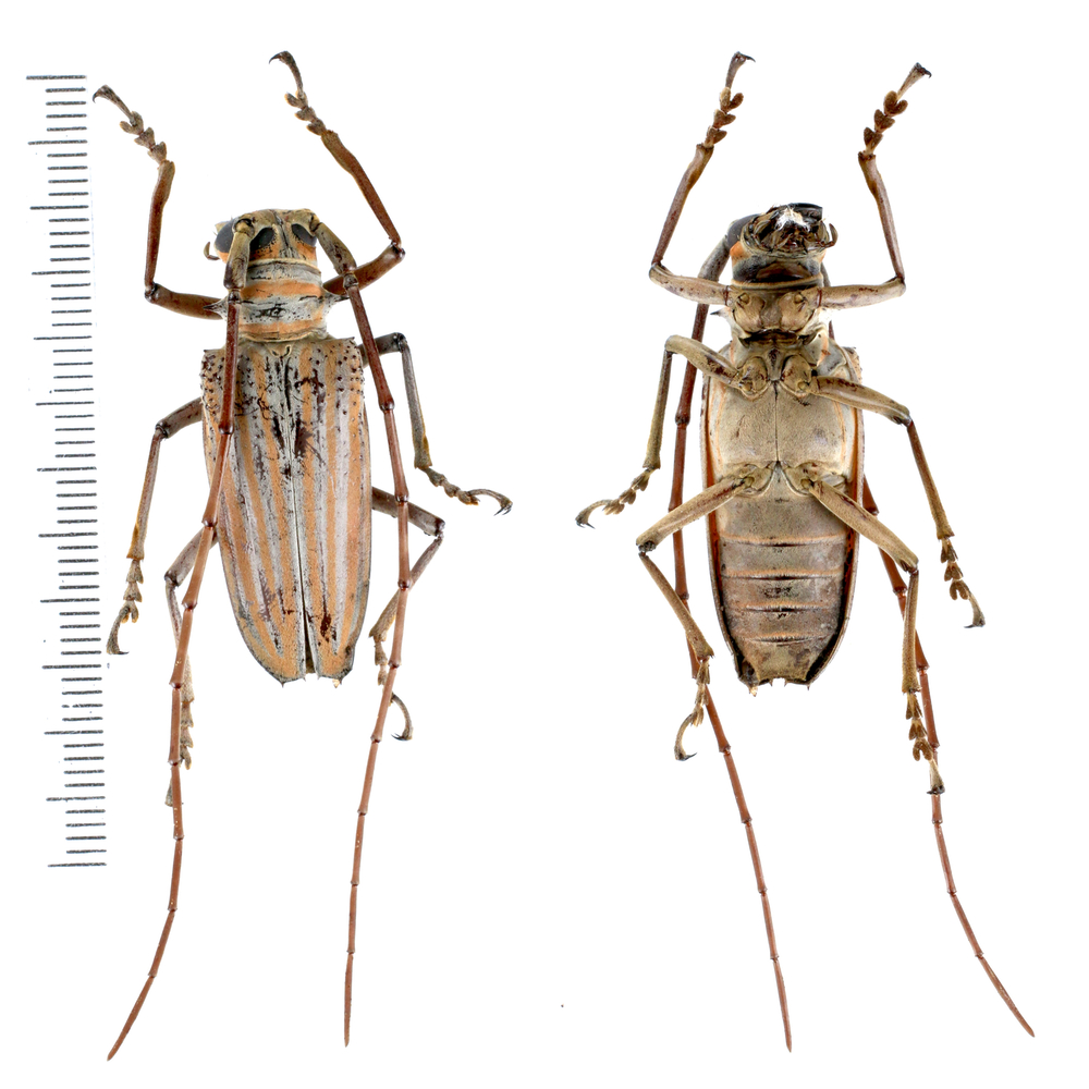 Rosenbergia weiskei - Cerambycidae from Arfak mountain, West Papua, Indonesia