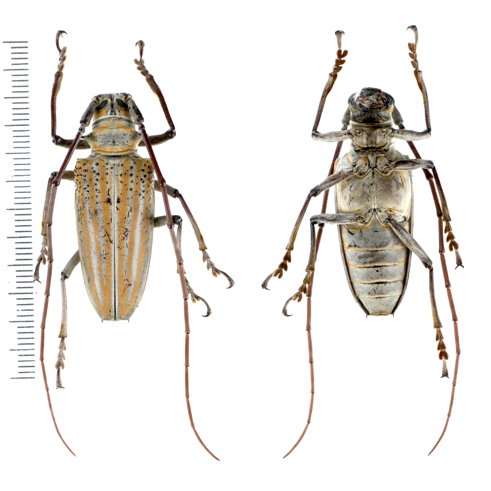 Rosenbergia weiskei - Cerambycidae from Arfak mountain, West Papua, Indonesia