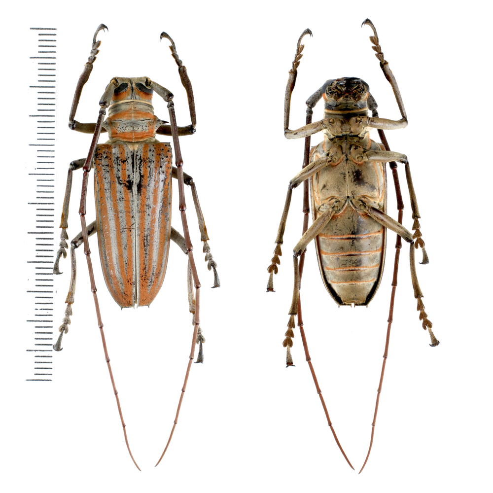 Rosenbergia weiskei - Cerambycidae from Arfak mountain, West Papua, Indonesia