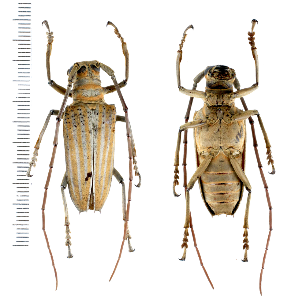 Rosenbergia weiskei - Cerambycidae from Arfak mountain, West Papua, Indonesia