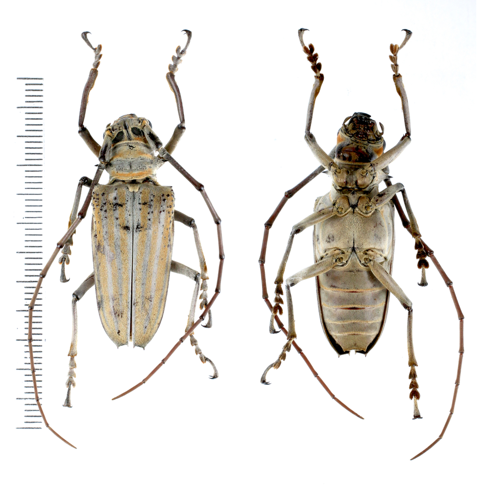 Rosenbergia weiskei - Cerambycidae from Arfak mountain, West Papua, Indonesia