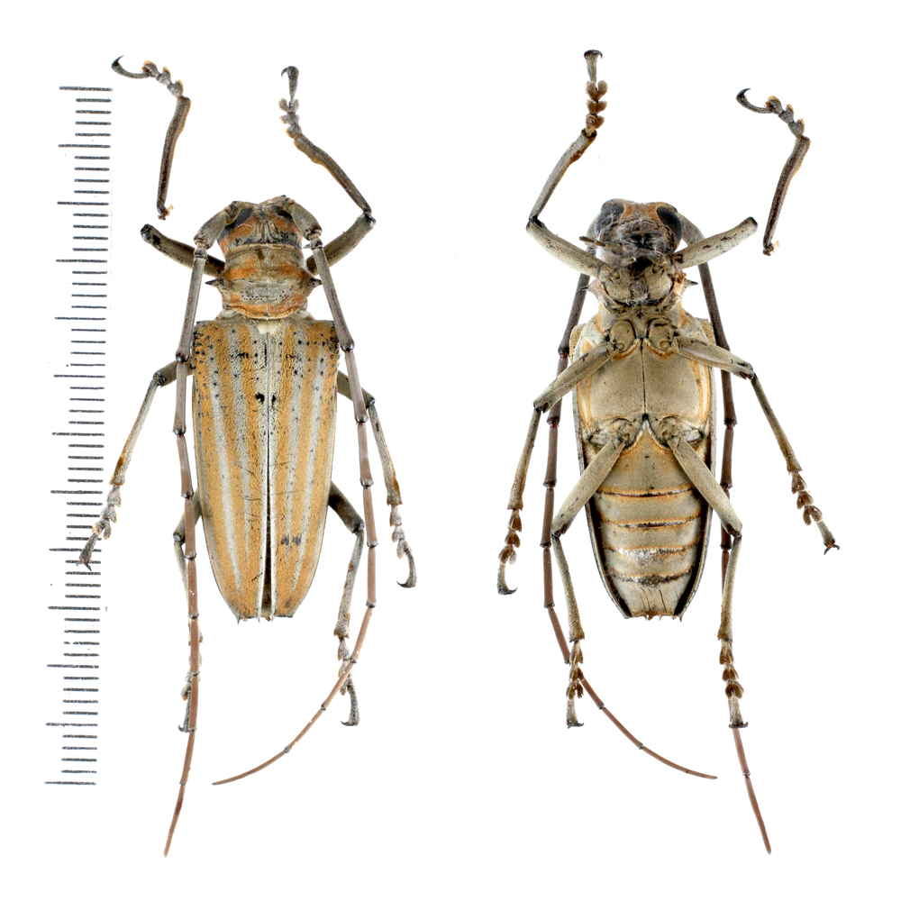 Rosenbergia weiskei - Cerambycidae from Arfak mountain, West Papua, Indonesia