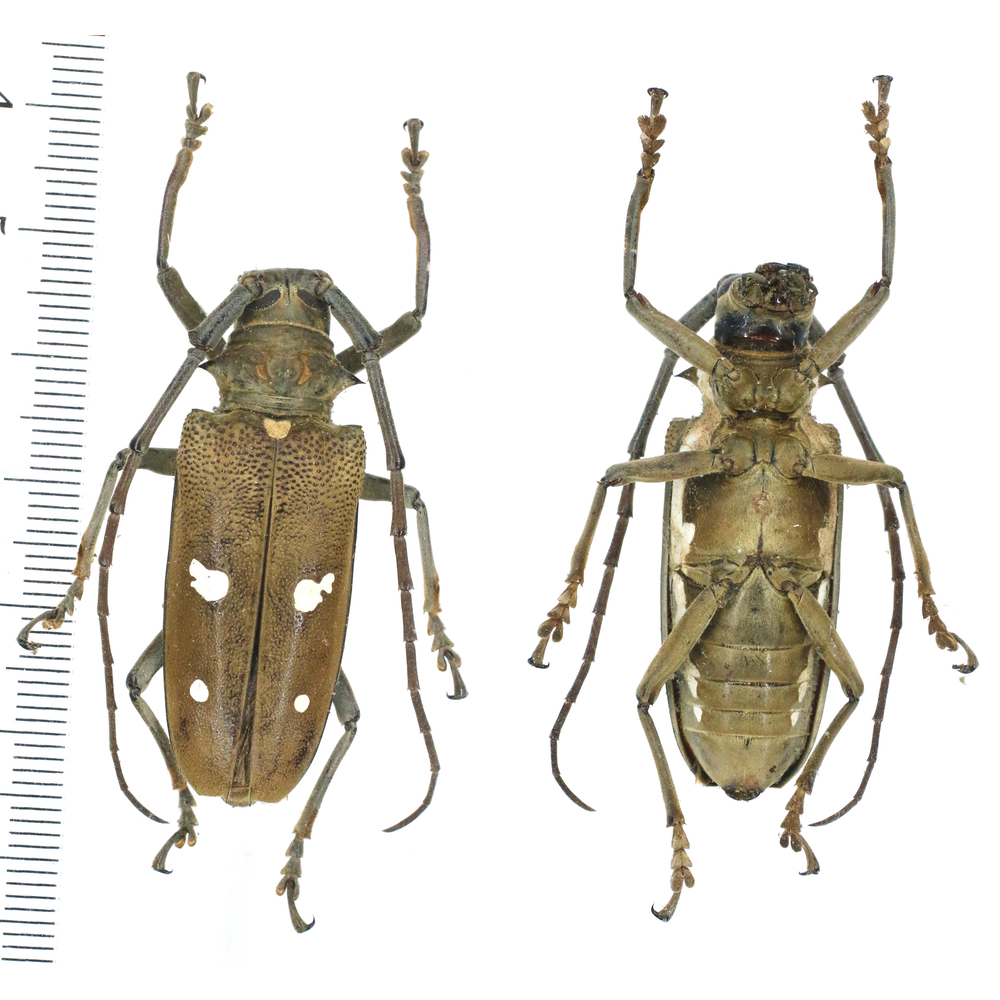 Batocera rubus - Cerambycidae 41mm female from North Luzon, Phillipines