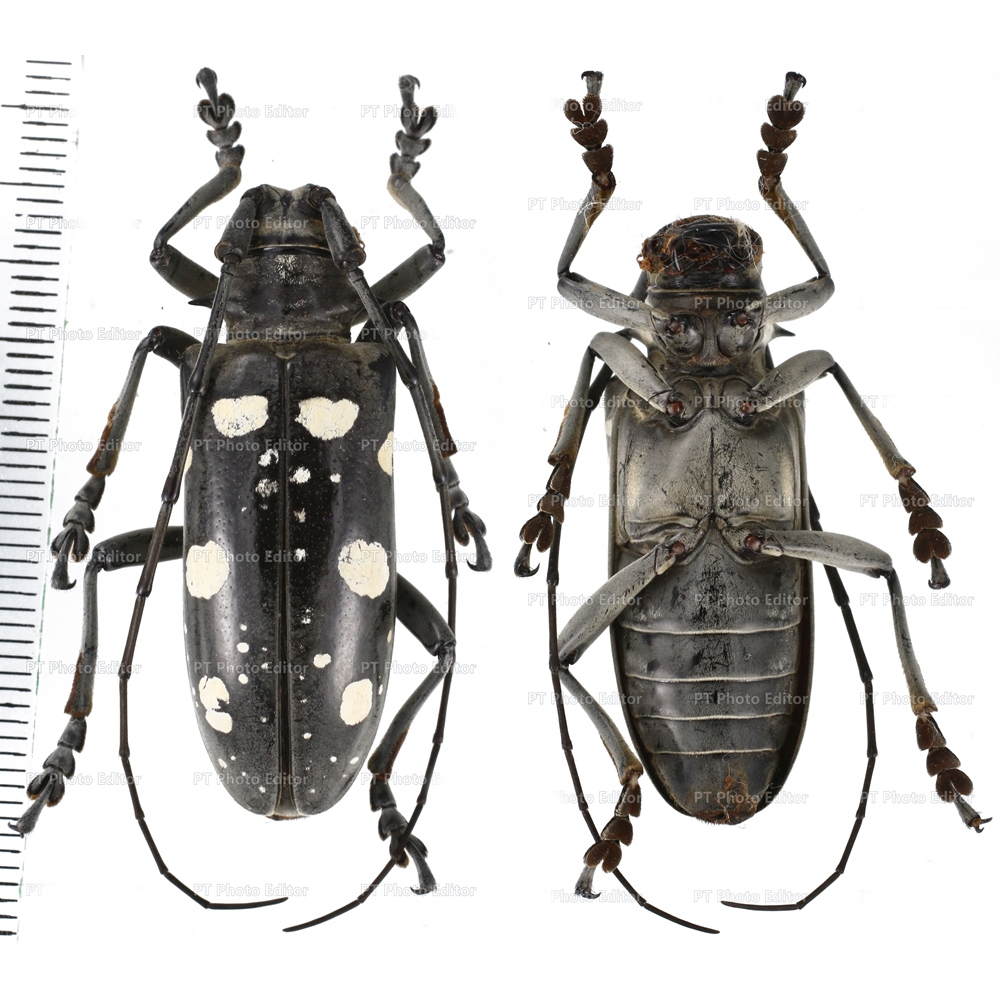 Dolichoprosopus canescens * Cerambycidae 38mm from Bacan island, Indonesia RARE
