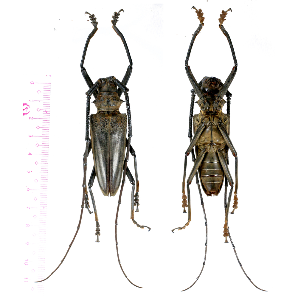 Batocera enganensis - Cerambycidae 67mm male from Enggano island, Indonesia