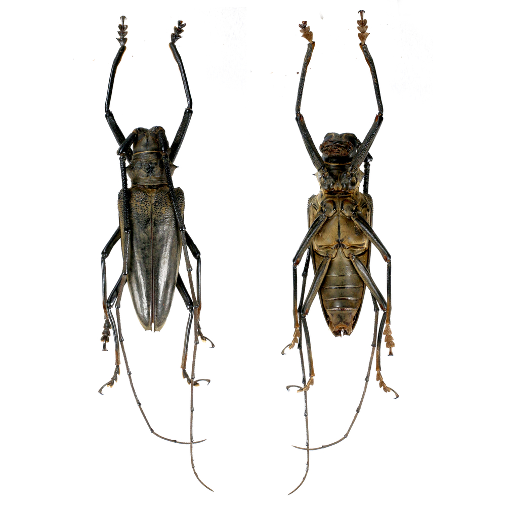 Batocera enganensis - Cerambycidae 69mm male from Enggano island, Indonesia