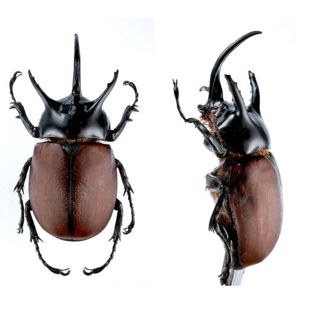 Beckius beccarii koletta - Dynastinae 68mm from Manokwari, West Papua, Indonesia