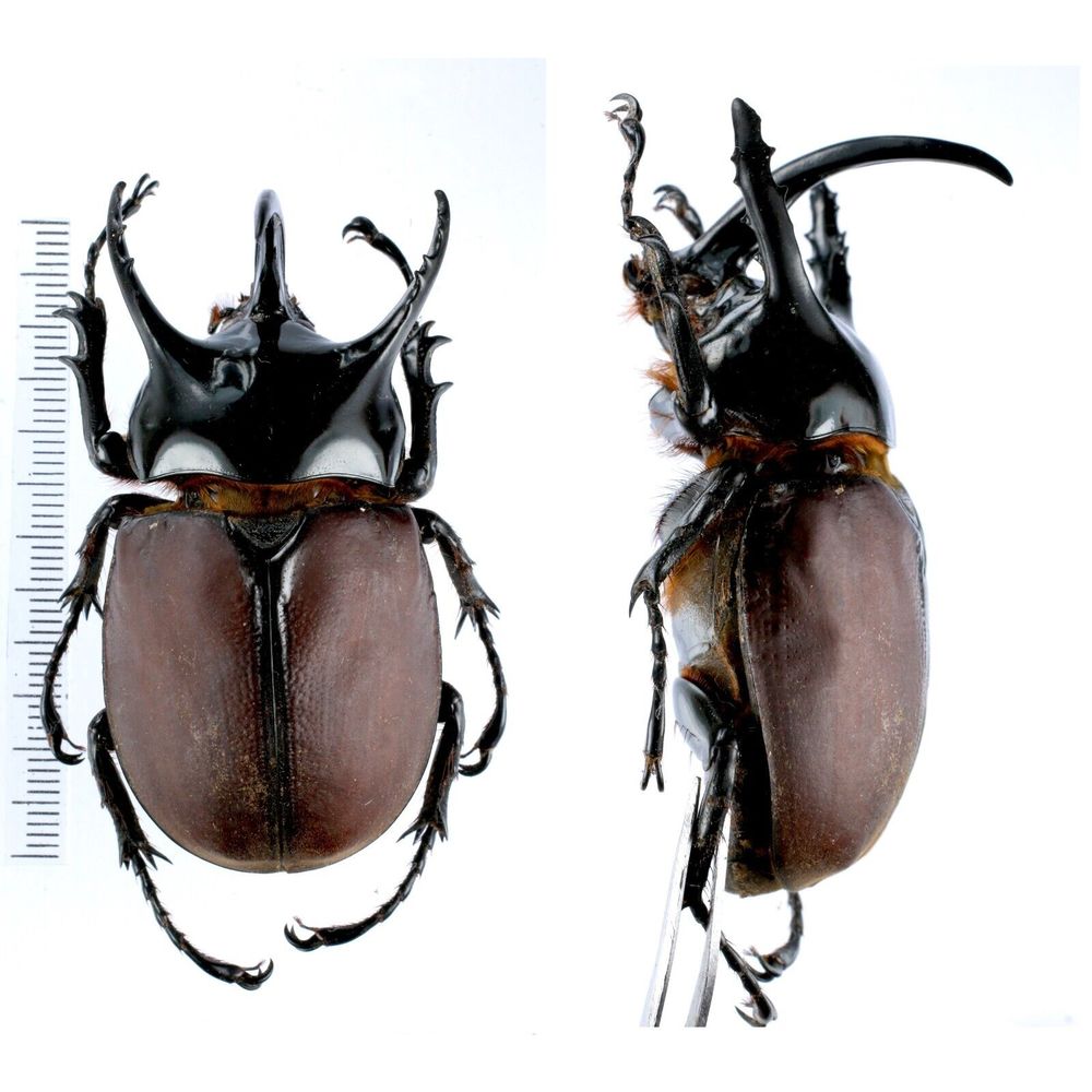 Beckius beccarii koletta - Dynastinae 63mm from Manokwari, West Papua, Indonesia
