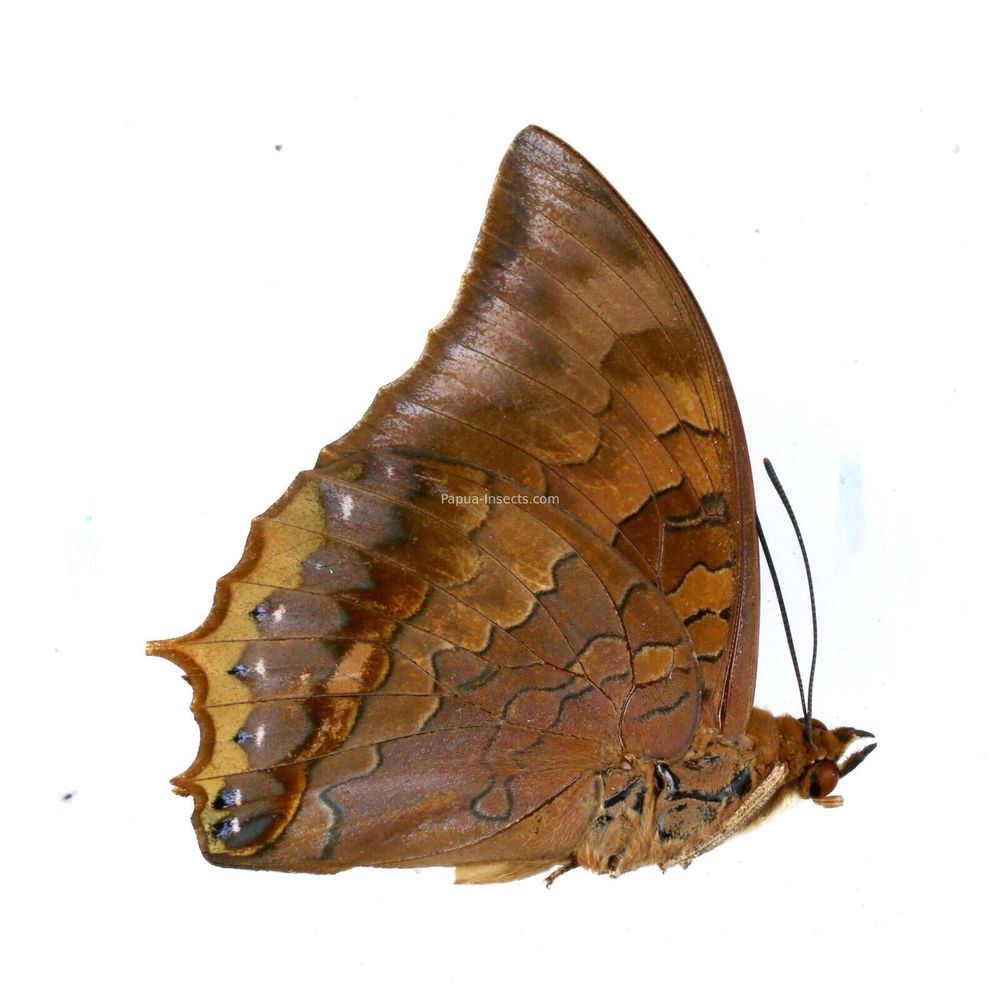 Charaxes fervens igneus Nymphalidae male from Simeule island Indonesia VERY RARE