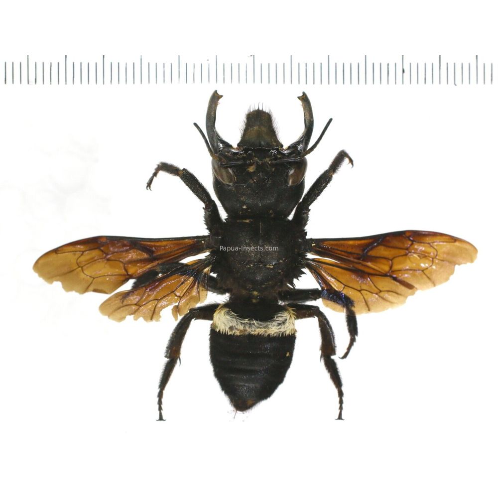 Megachile pluto female 60mm from Halmahera island, Indonesia RARE