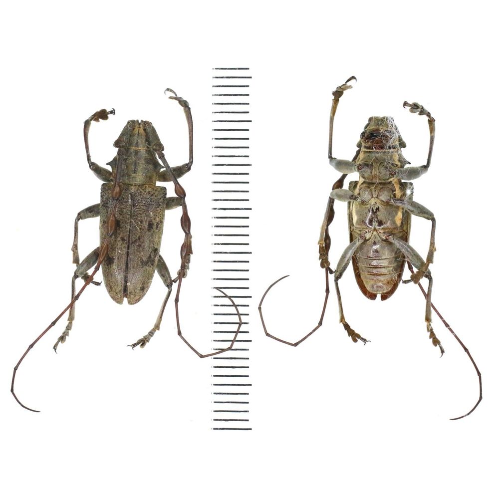 Triammatus waigeuensis - Cerambycidae from Waigeo island, Indonesia RARE