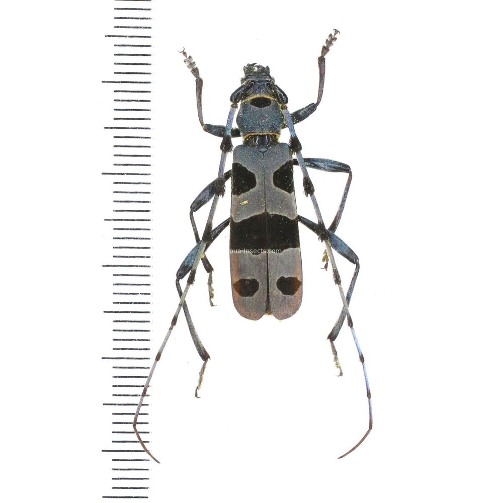 Rosalia alpina - Cerambycidae from Mountain Vrsacko Brdo, Yugoslavia