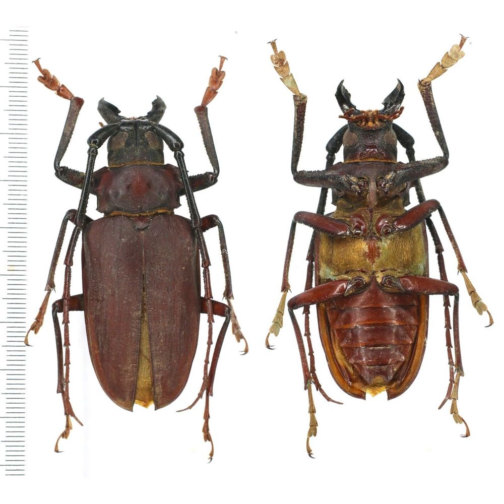 Dorysthenes granulosus - Prioninae 67mm male from Lampang, North Thailand