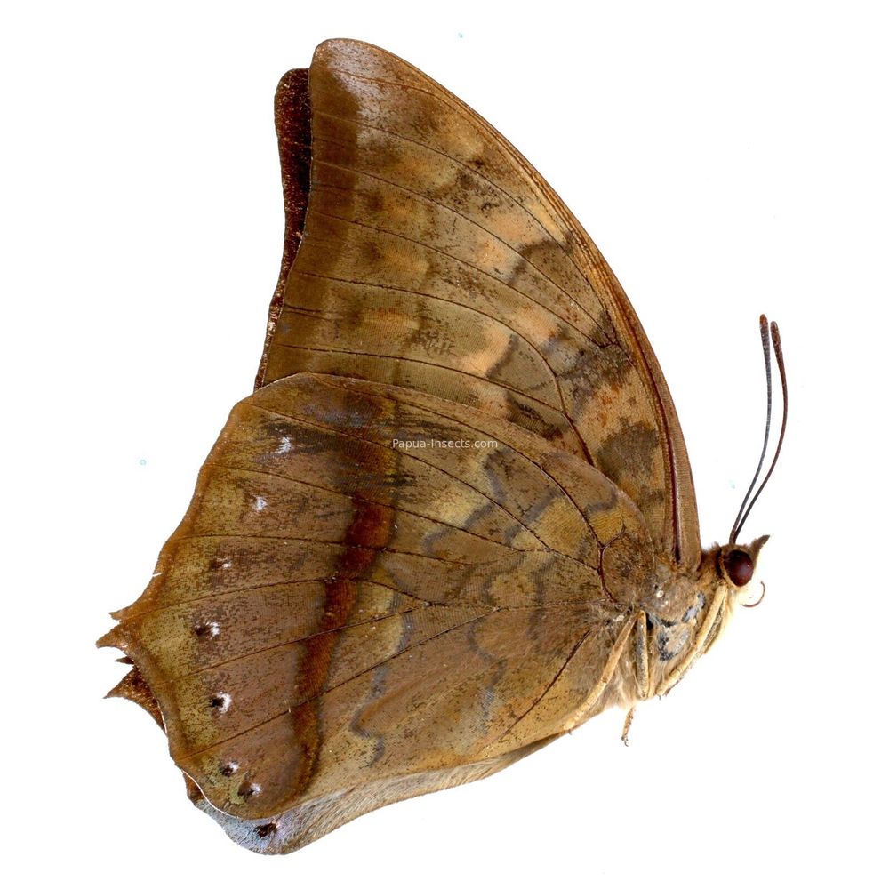 Charaxes marki - Nymphalidae female from Timor island, Indonesia VERY RARE+++