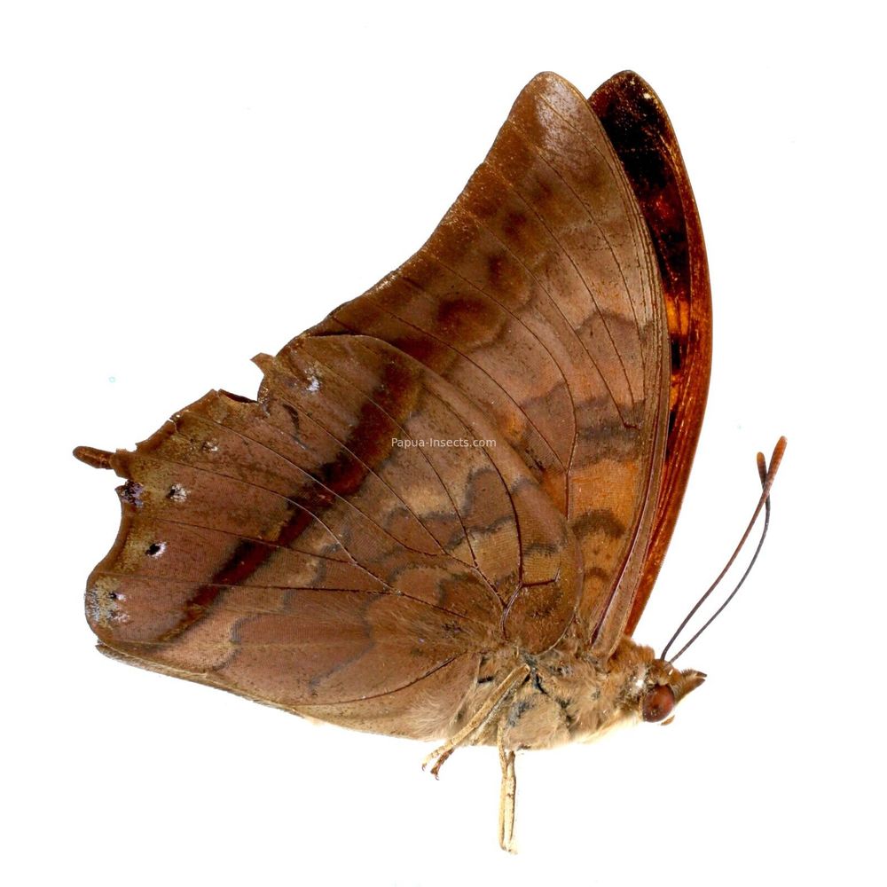 Charaxes marki - Nymphalidae male from Timor island, Indonesia VERY RARE+++