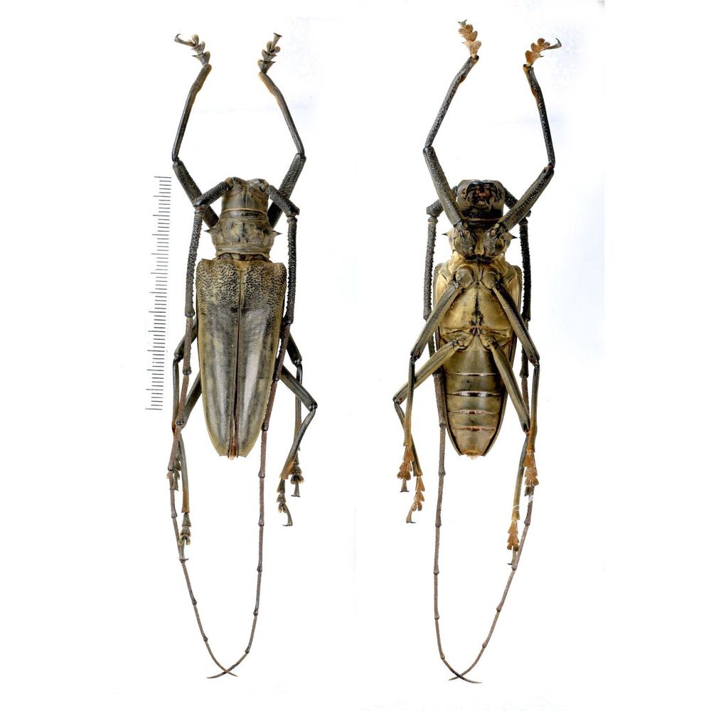Batocera enganensis - Cerambycidae 71mm male from Enggano island, Indonesia