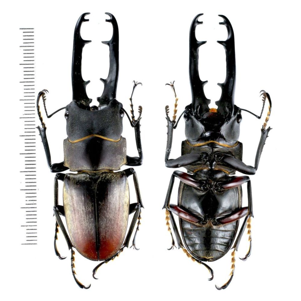 Prosopocoilus doesburgi - Lucanidae 69mm from Central Sulawesi, Indonesia RARE