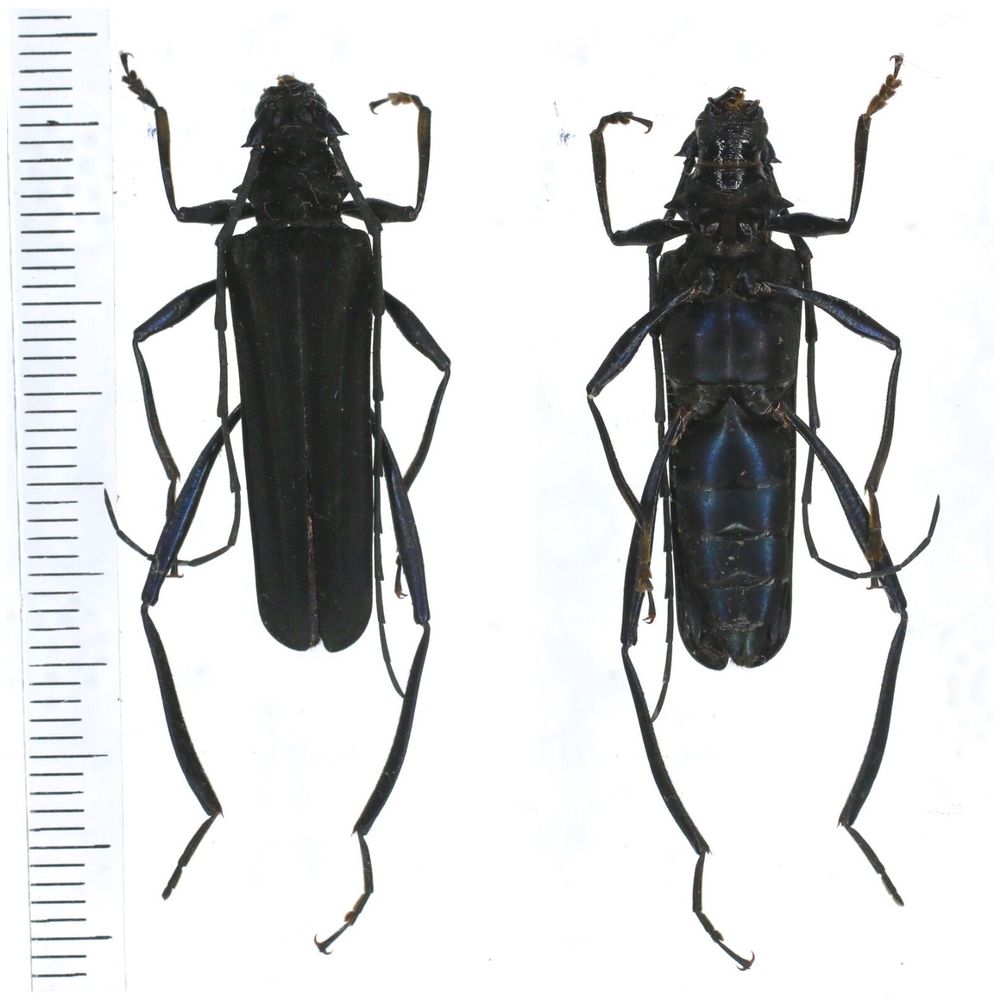 Chloridolum niisatoi - Cerambycidae from C. Sulawesi Indonesia RARE