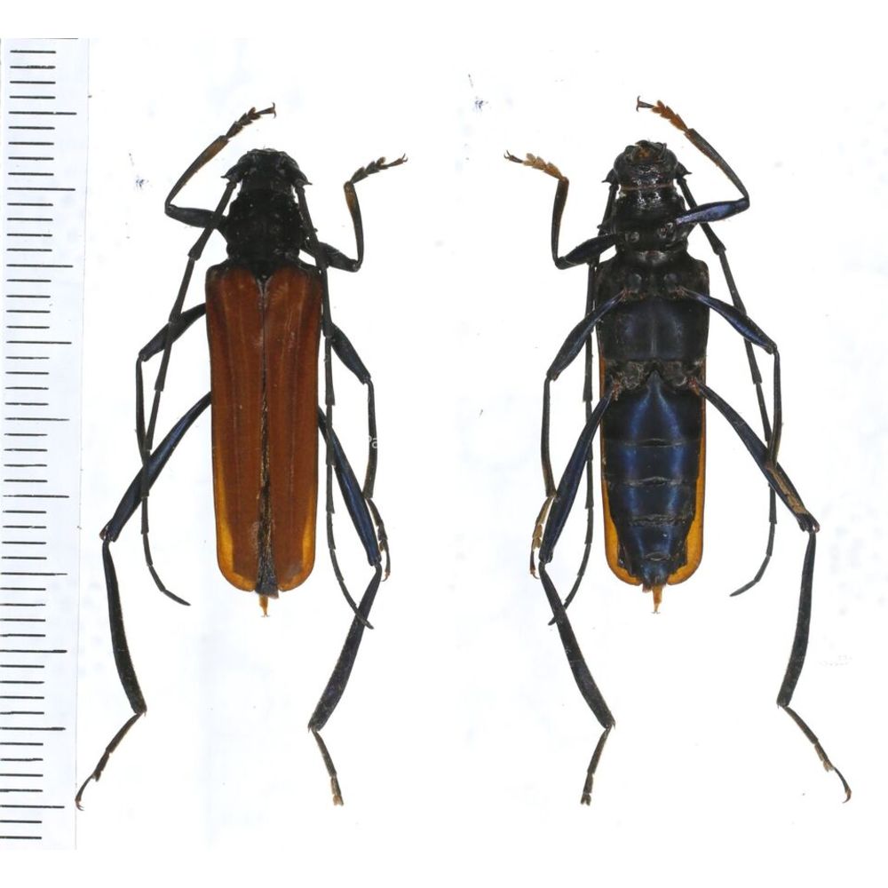 Chloridolum niisatoi - Cerambycidae from C. Sulawesi Indonesia RARE