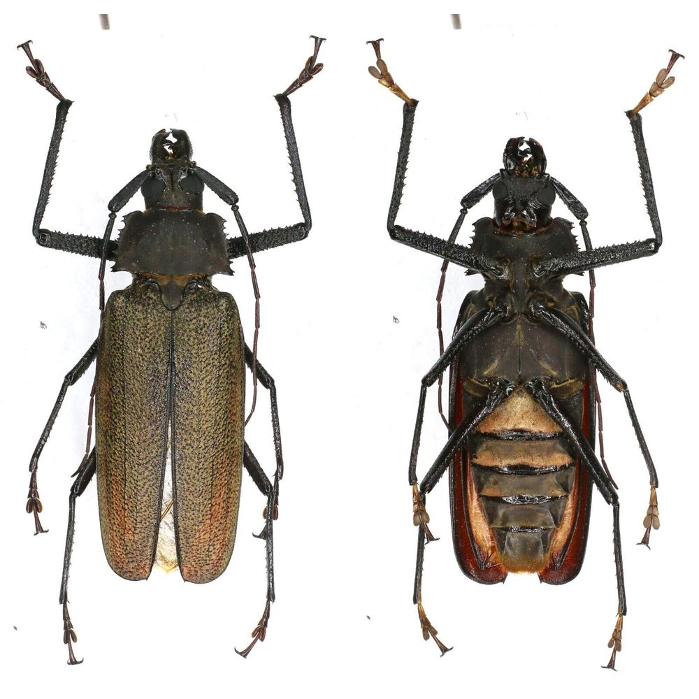 Xixuthrus isyuniarkoi - Prioninae 110mm male from Jayapura West Papua, Indonesia