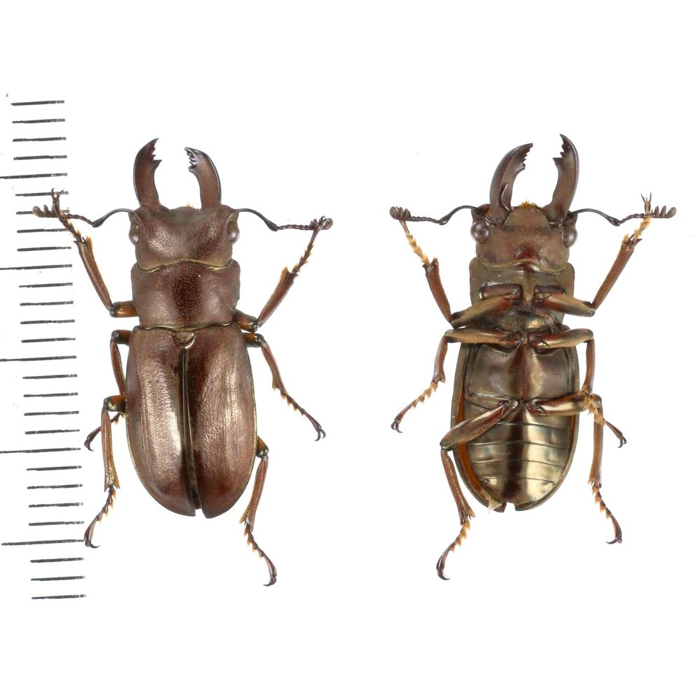 Cyclommatus eximius - Lucanidae 21mm from Merauke province, C. Papua, Indonesia