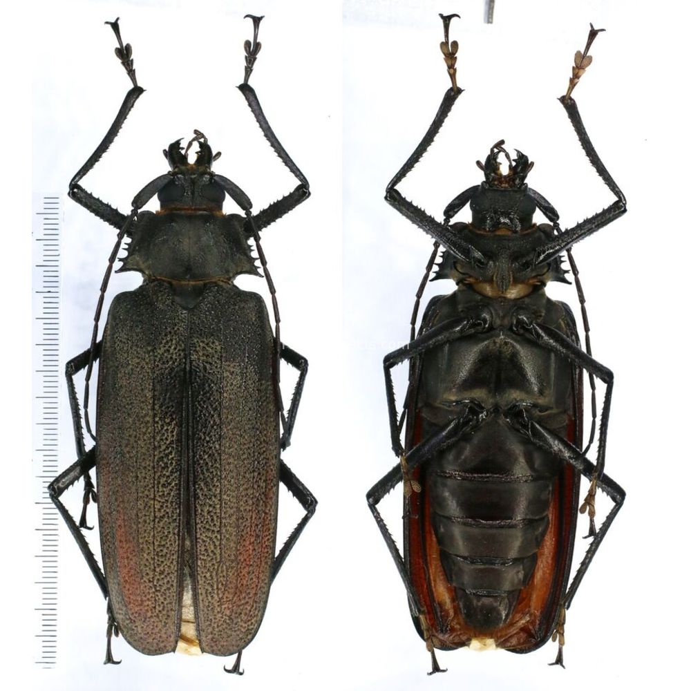 Xixuthrus isyuniarkoi Prioninae 97mm female from Jayapura West Papua, Indonesia