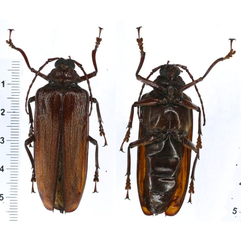 Xaurus papuus - Prioninae 54mm female from Jayapura, West Papua, Indonesia RARE