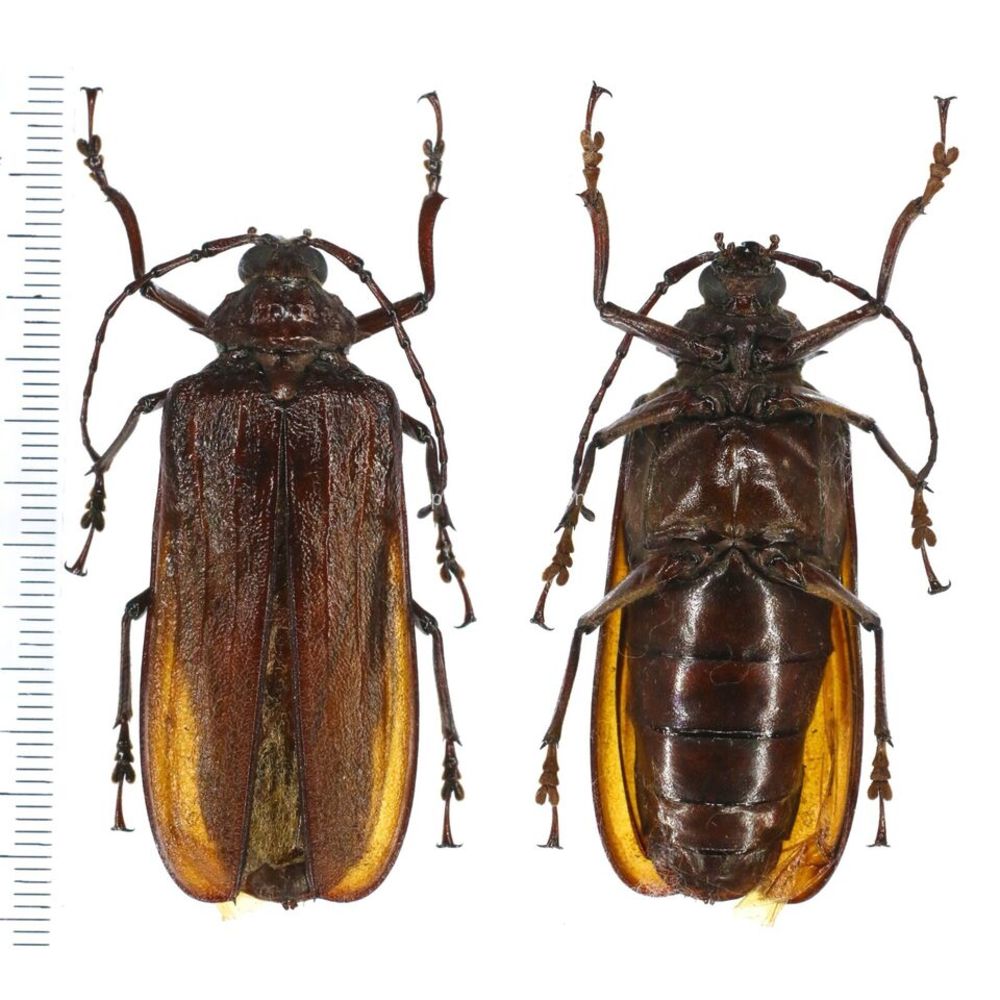 Xaurus papuus - Prioninae 53mm female from Jayapura, West Papua, Indonesia RARE