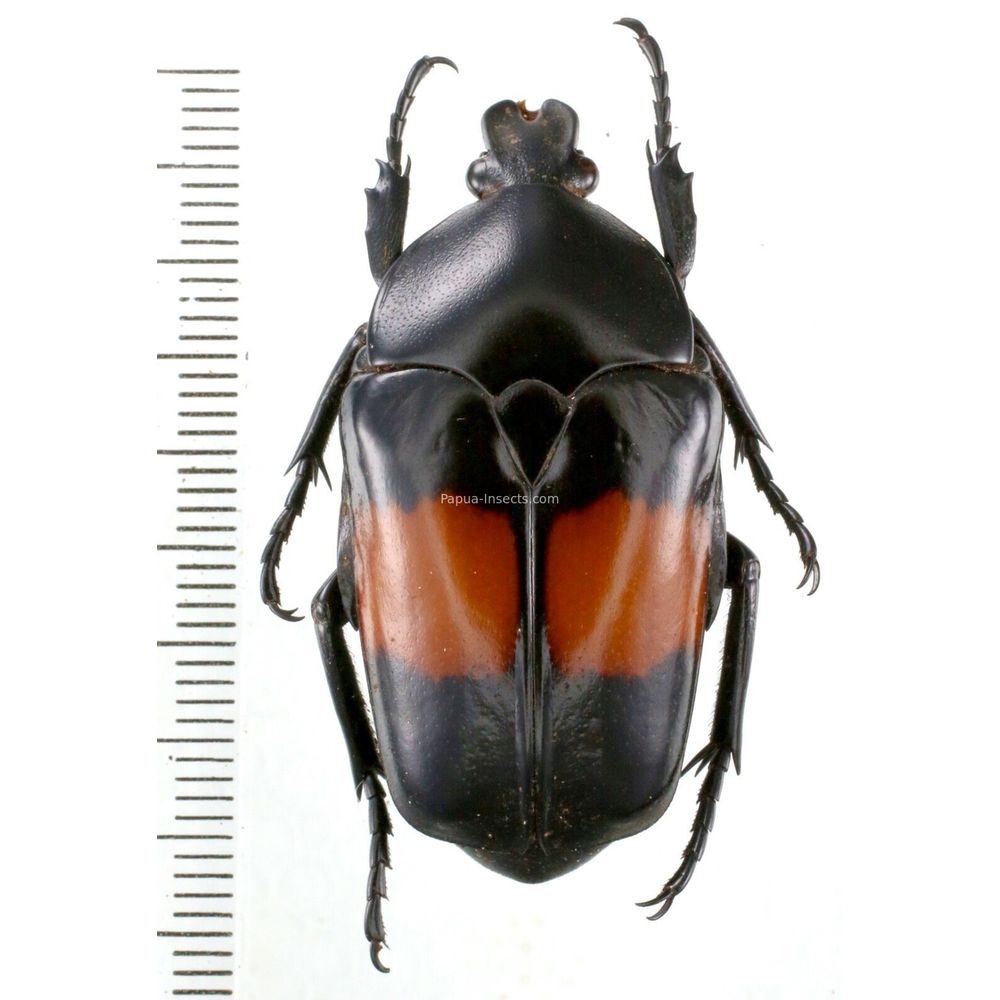 Dilochrosis balteata * Cetoniinae 41mm from Lae province, Papua New Guinea PNG