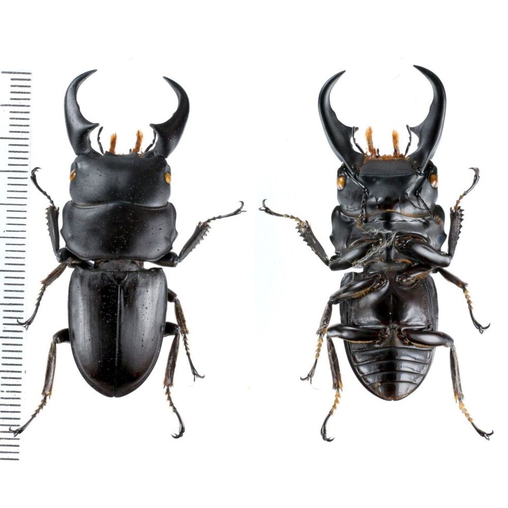 Dorcus meeki delislei - Lucanidae 49mm from Manokwari, West Papua, Indonesia