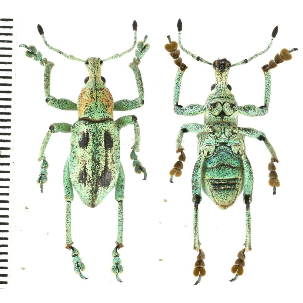 Eupholus marielaurae * Curculionidae from Arfak mountain, West Papua Indonesia